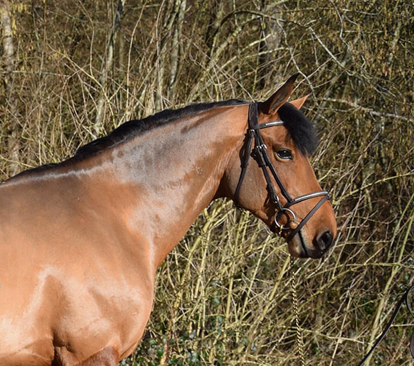 Best Of Tilia Derlenn - ph. coll. privée