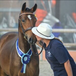 Pony Connexion suite de l'élevage Alias