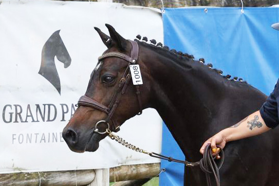 Queen Sympatico Tilia