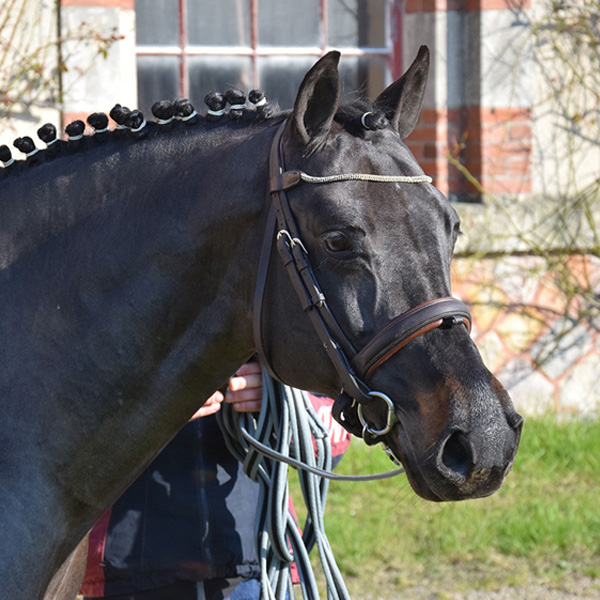 Usandro portrait une