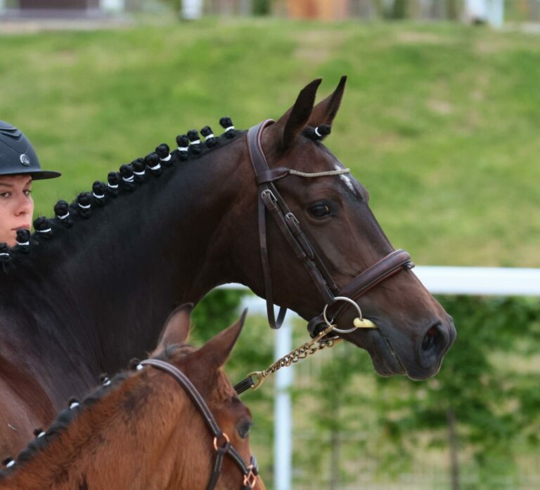 Fortune Teller Alias