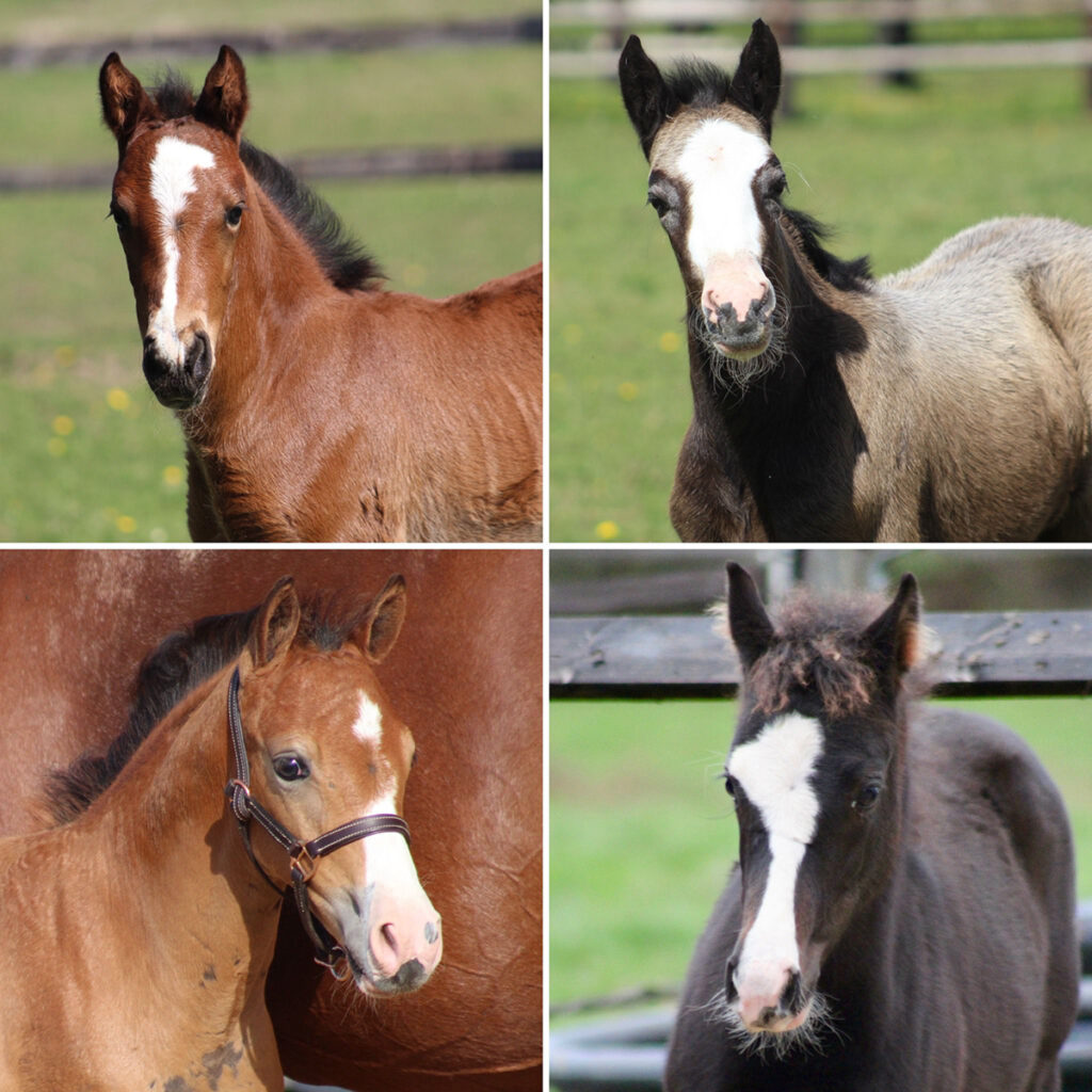 Poulains Alias nés en 2025