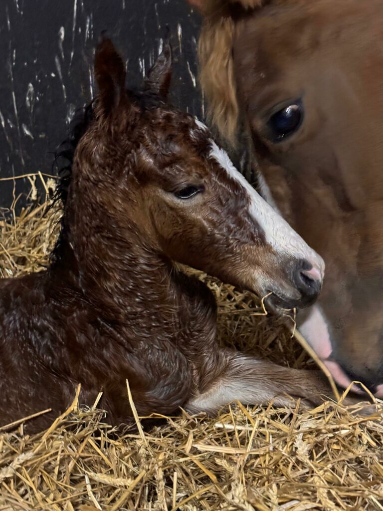 Service de reproduction poneys et de naissance