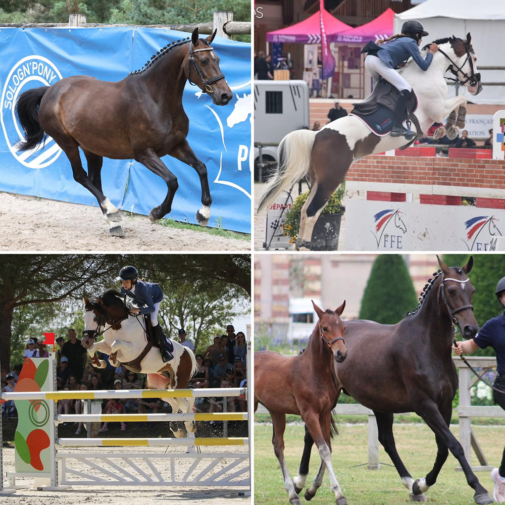 Femelle à naître en Avril pour Dragibus du Rouget x Fortune Teller Alias