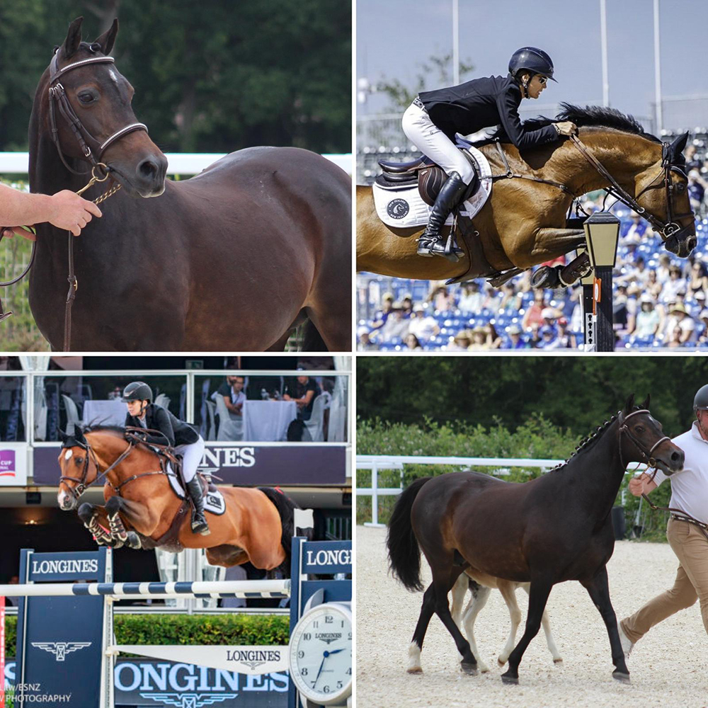 Mâle à naître en Mai pour Check In x Queen Sympatico Tilia