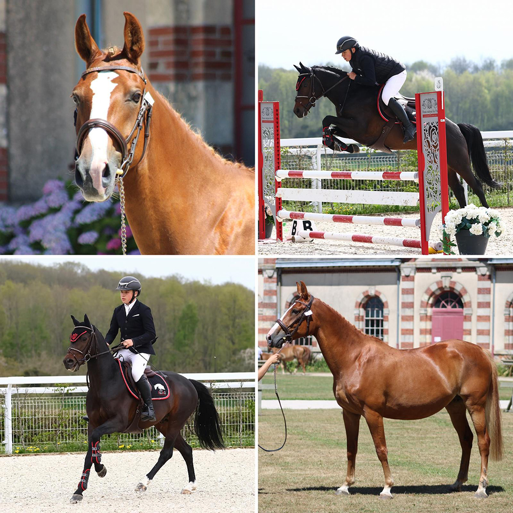 Femelle à naître en Mars pour Kaiser Storm Alias X Izia Darreo