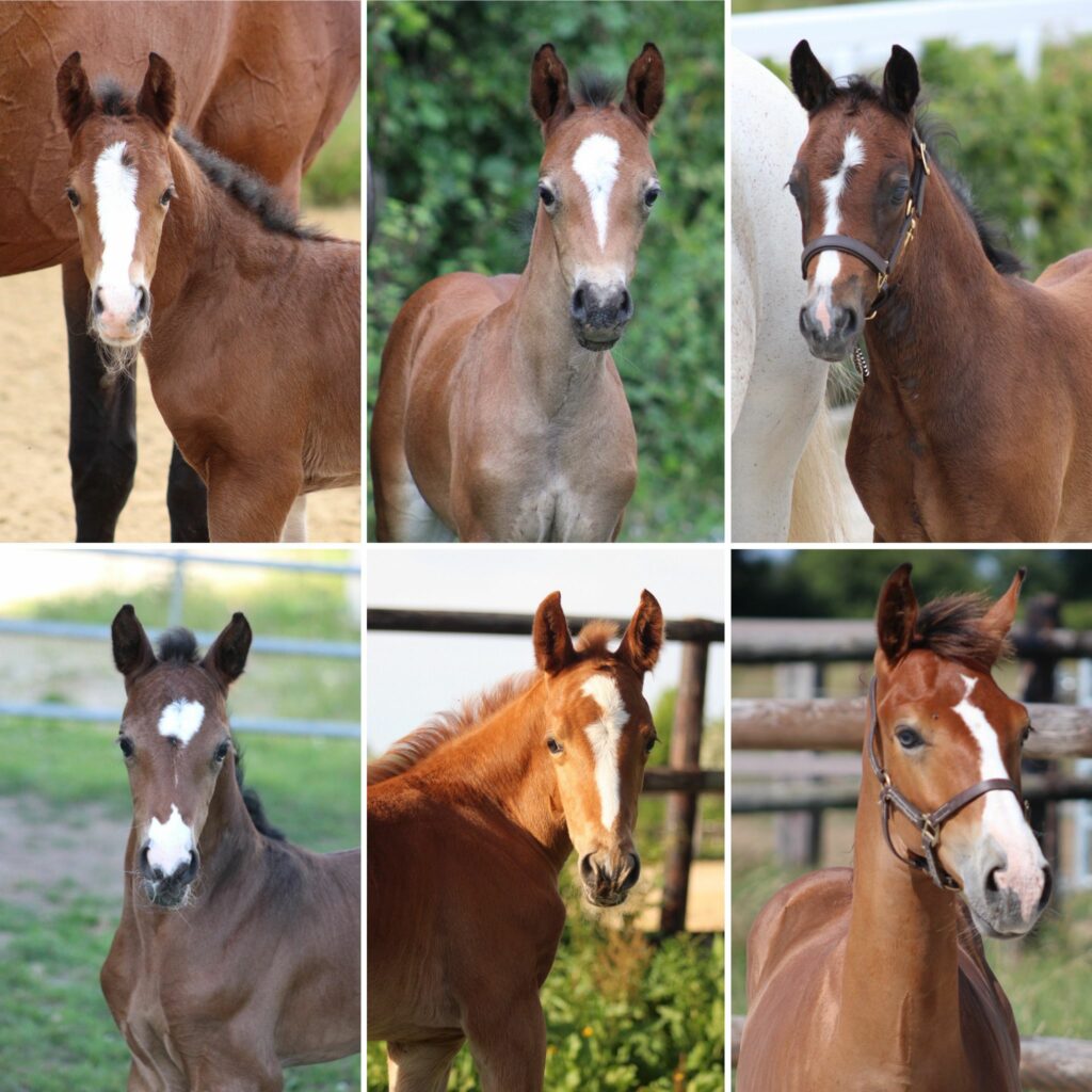 Poulains Alias nés en 2025