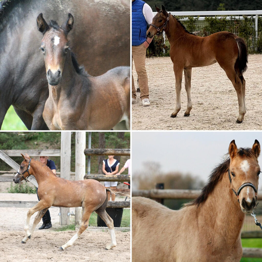 Poulains Alias nés en 2024