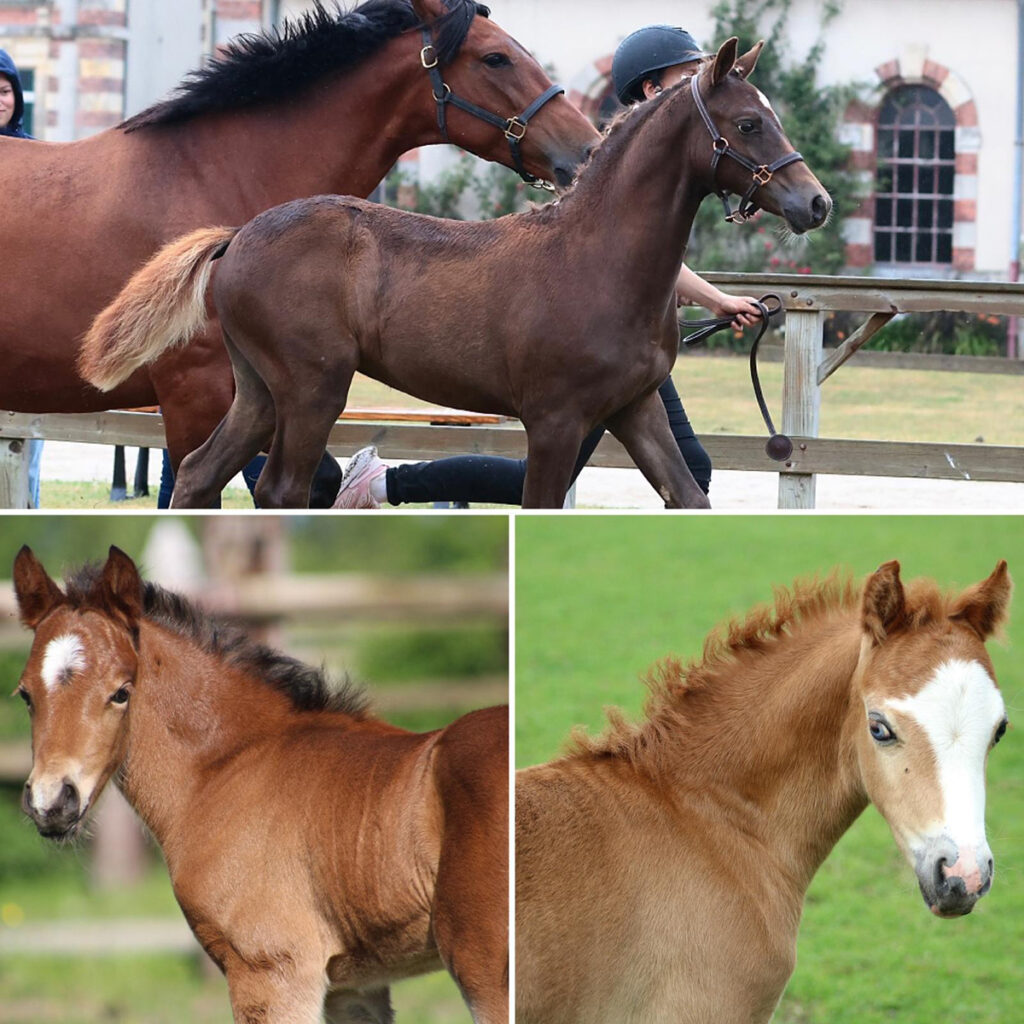 Poulains Alias nés en 2024