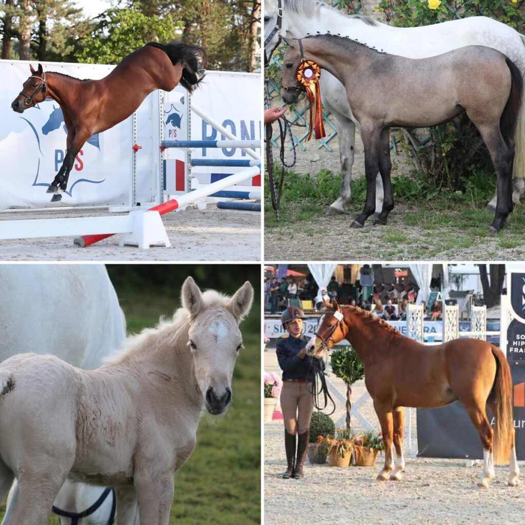 Poulains Alias nés en 2023