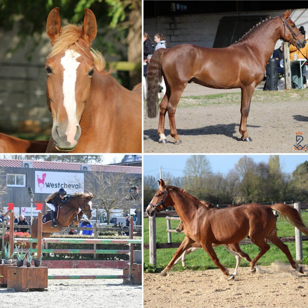 Croisement attendus pour 2027 Izia Darreo x Elixir de Fougnard